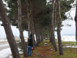 Sinop Belediyesi’nden devrilen ağaçlara müdahale