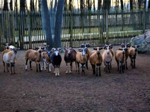 Ormanya’ da haftalık bakım yapıldı, hayvanlar enerji depoladı
