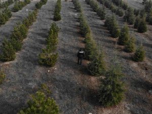 Yılbaşı öncesi çam ağaçlarına özel koruma