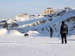 Van’da sahipsiz pitbull cinsi köpek koruma altına alındı