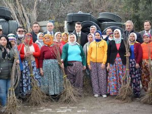 Karacasu ve Çine’deki orman yangınlarının yaraları sarılıyor