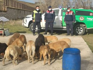Kütahya’da sokak hayvanları unutulmadı