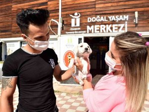 Binlerce hayvan tedavi edildi, yüzlercesi sahiplendirildi