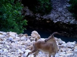 Yaban hayatından görüntüler fotokapana yansıdı