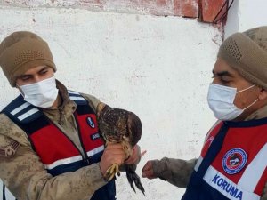 Ardahan’da çakır kuşu donmak üzereyken bulundu