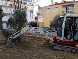 Kuşadası Belediyesi yarım asırlık zeytin ağaçlarını kesilmekten kurtardı