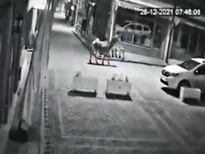 Ankara’da aç kalan geyik şehir merkezine indi