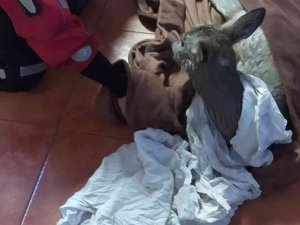 Polonya’da buz tutmuş nehre saplanan karacayı itfaiye kurtardı