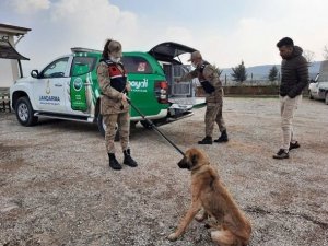 Jandarmadan sahipsiz köpeklere özel ilgi