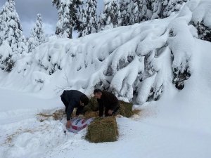 Yaban hayata kilolarca yem bırakıldı