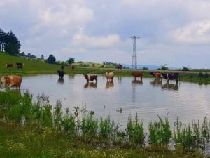 Çıldır değil Sinop: Buz tutan gölde bisiklet sürüp semaver yaptılar