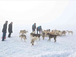 Tuşba Belediyesi sokak hayvanları için seferber oldu