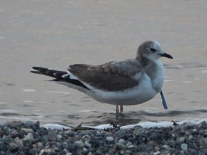 Türkiye’de ilk...Hatay’da çatal kuyruklu martı görüntülendi