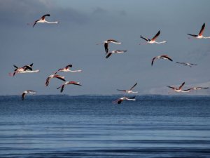 Flamingolar kış mevsiminin gelmesine rağmen Van’ı terk etmedi