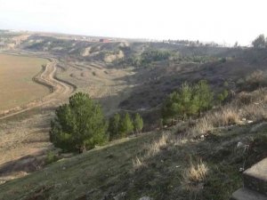 Diyarbakır’da Devlet Bahçeli Hatıra Ormanı’nda şehitlerin adını taşıyan 10 bin fidan dikilecek