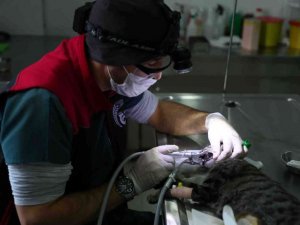 Bağcılar’da can dostlara 5 yıldızlı sağlık hizmeti