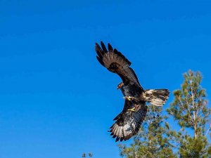 Gözleri tedavi edilen kartal özgürlüğe kanat çıprtı