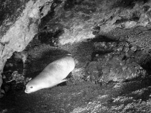 Yeni doğan Akdeniz fokuna isim aranıyor