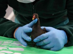Yaralı bulunan su tavuğu koruma altına alındı