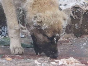 Ardahan buz kesti, hava sıcaklığı eksi 23’e düştü