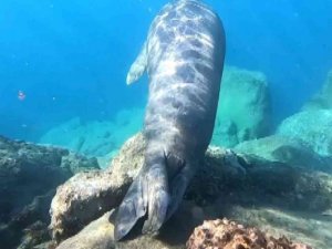 Ölü taklitti yapan Akdeniz foku görenleri şaşkına çevirdi