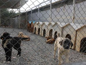 Kahramanmaraş’ta sokak hayvanları için 2 milyon liralık yatırım