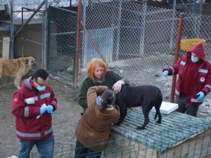 Artvin’de yasaklı ırk köpekler kimliklendirilip kayıt altına alınıyor