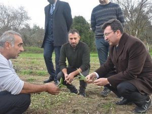 Kaymakam Şahin, “Salep üretimi konusunda çalışıyoruz”