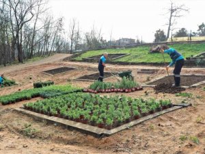 Damlar Vadisi Millet Bahçesine aromatik bitkiler dikildi