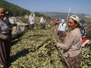 Mersin’de odun dışı ürün satışında hedefler aşıldı
