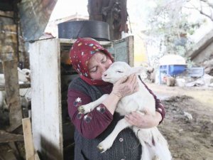Aydın Büyükşehir Belediyesi’nin koyun hibe desteği ile sürüler büyüyor