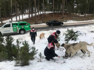 Jandarmadan sokak hayvanlarına mama desteği