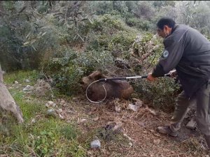 Yaralı domuz, duyarlı vatandaşın dikkati sayesinde kurtarıldı