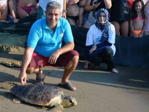 Caretta carettaların neslinin devamı için seferber oldular