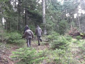 Yılbaşı öncesi orman memurları çam nöbetinde