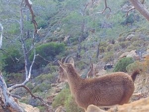 Yaban hayatından görüntüler fotokapana yansıdı