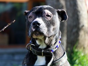 Yasak ırklar için son gün 14 Ocak