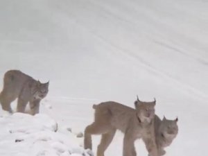 Sarıkamış’ta vaşak ailesi görüntülendi