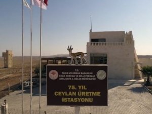 Ceylanlar, 75. Yıl Ceylan Üretme İstasyonu’nda yaşamlarını sürdürüyor