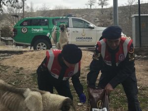 Jandarma sokak hayvanlarını unutmadı