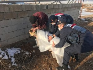 Otomobilin çarptığı köpeği jandarma sahiplendi