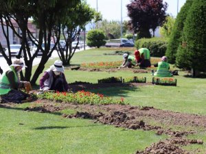 Bin 920 ağaç, 443 bin çiçek toprakla buluştu