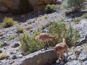 Yaban hayatı fotokapanlara yansıdı