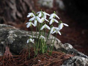 Peşmen Kardeleni için Türk-Yunan işbirliği