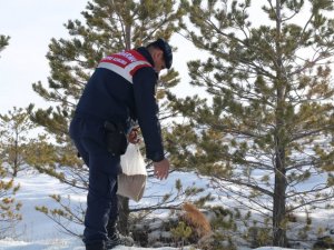 Jandarma ekipleri yabani hayvanları unutmadı