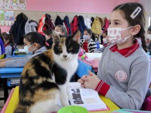 Okula sığınan "Minnoş" kedi, uslu uslu ders dinliyor