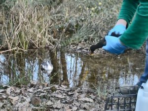 Tedavi edildi, doğaya böyle koştu