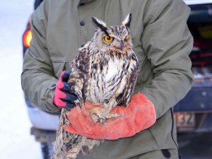 Arazide soğukların etkisiyle bitkin halde bulunan, puhu kuşu tedavisinin ardından doğaya bırakıldı