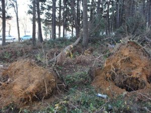 Kar yağışına dayanamayan ağaçlar devrildi
