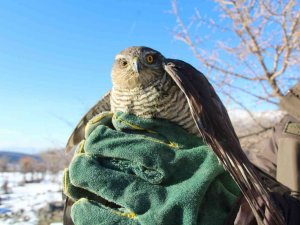 Siirt’te tedavisi tamamlanan atmaca, özgürlüğe kanat açtı